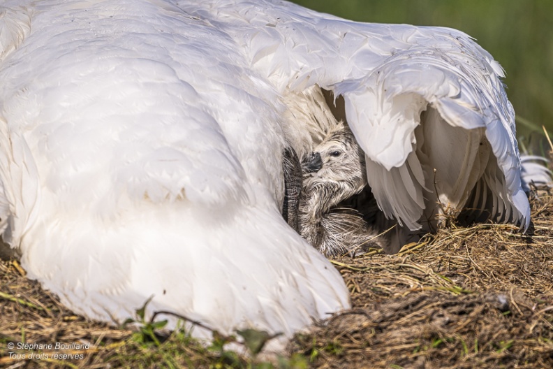 Cygne tuberculé (Cygnus olor, Mute Swan) - éclosion des oeufs