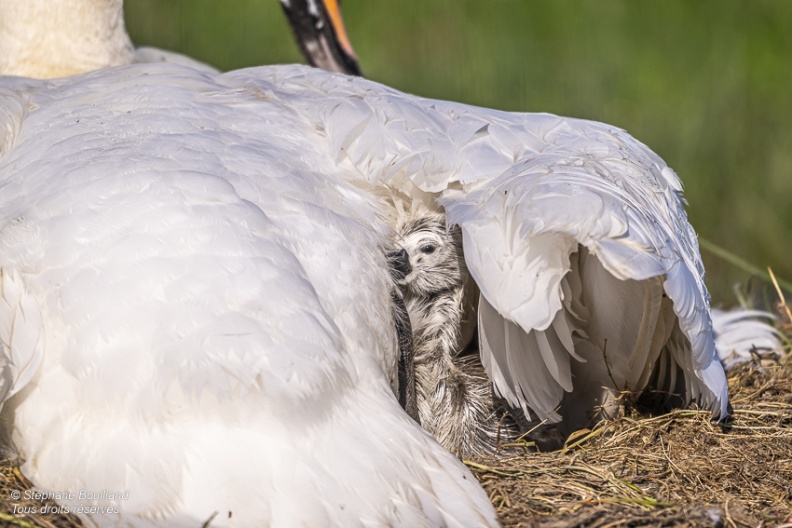 Cygne tuberculé (Cygnus olor, Mute Swan) - éclosion des oeufs