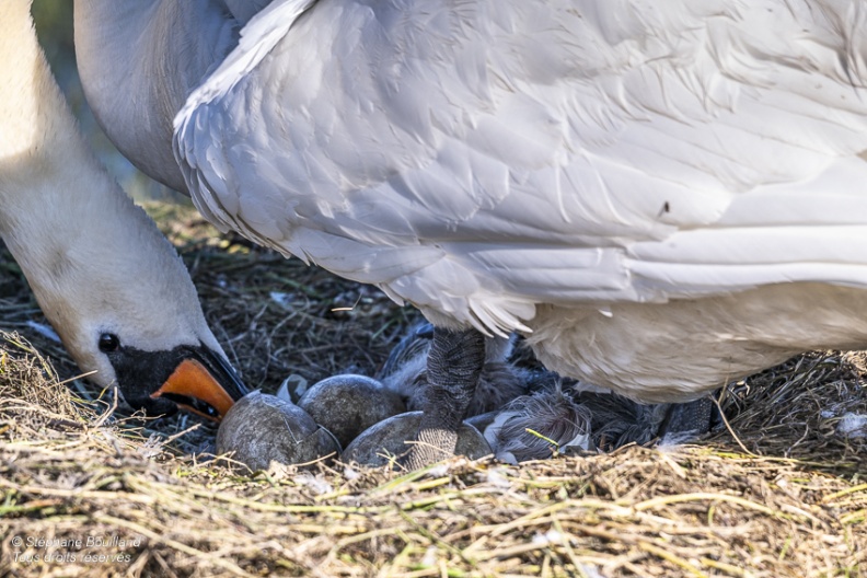 Cygne tuberculé (Cygnus olor, Mute Swan) - éclosion des oeufs