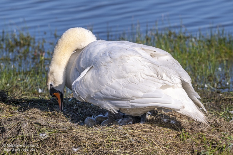 Cygne tuberculé (Cygnus olor, Mute Swan) - éclosion des oeufs