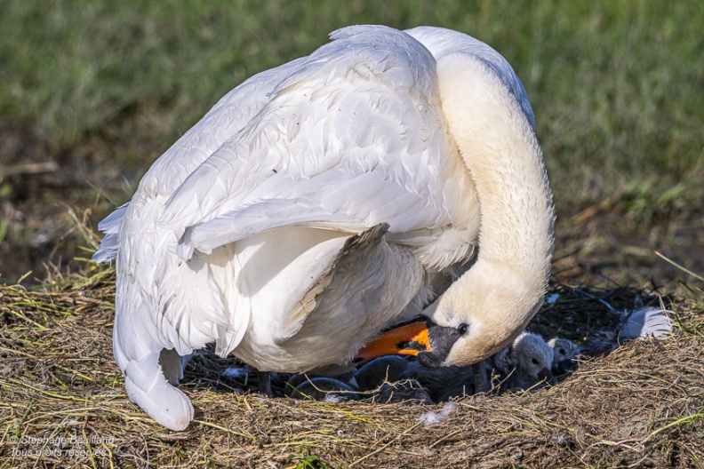 Cygne tuberculé (Cygnus olor, Mute Swan) - éclosion des oeufs