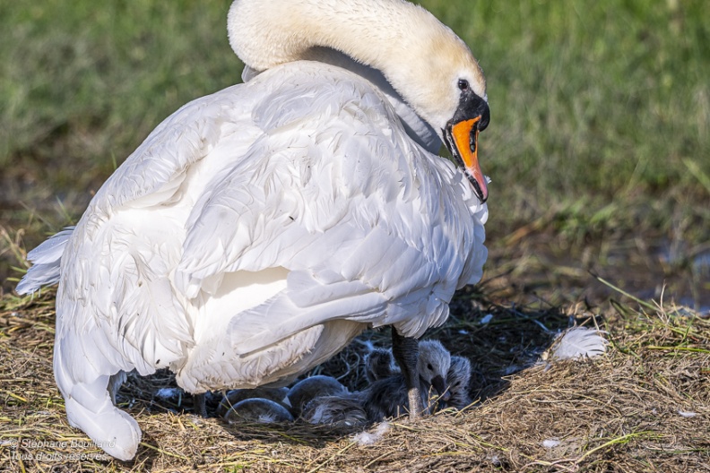 Cygne tuberculé (Cygnus olor, Mute Swan) - éclosion des oeufs