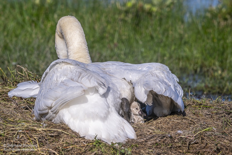 Cygne tuberculé (Cygnus olor, Mute Swan) - éclosion des oeufs