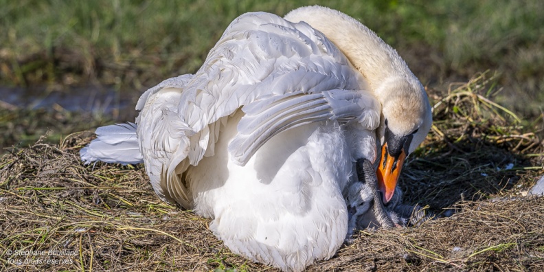 Cygne tuberculé (Cygnus olor, Mute Swan) - éclosion des oeufs