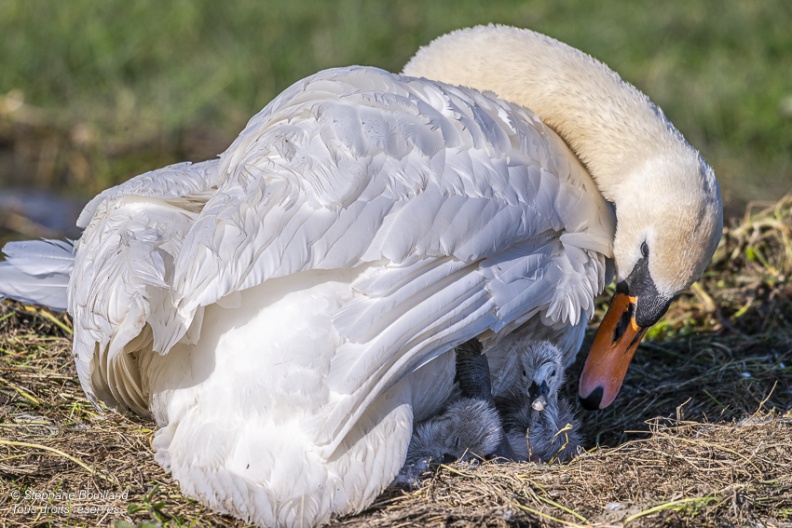 Cygne tuberculé (Cygnus olor, Mute Swan) - éclosion des oeufs