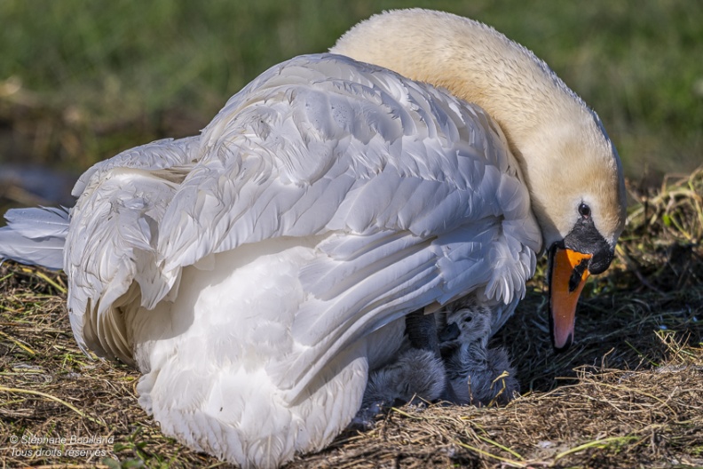 Cygne tuberculé (Cygnus olor, Mute Swan) - éclosion des oeufs