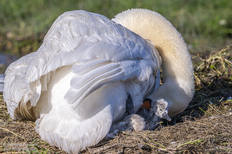 Cygne tuberculé (Cygnus olor, Mute Swan) - éclosion des oeufs