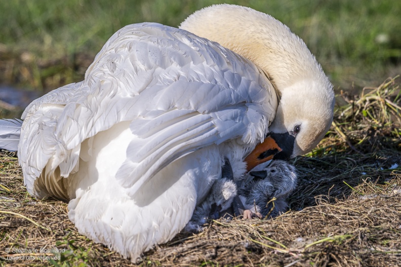 Cygne tuberculé (Cygnus olor, Mute Swan) - éclosion des oeufs