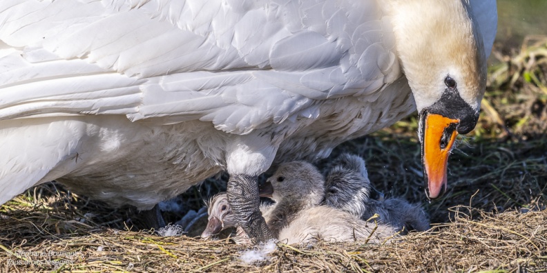 Cygne tuberculé (Cygnus olor, Mute Swan) - éclosion des oeufs