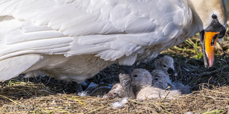 Cygne tuberculé (Cygnus olor, Mute Swan) - éclosion des oeufs