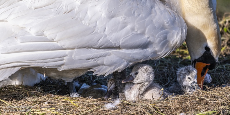 Cygne tuberculé (Cygnus olor, Mute Swan) - éclosion des oeufs