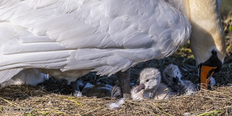 Cygne tuberculé (Cygnus olor, Mute Swan) - éclosion des oeufs