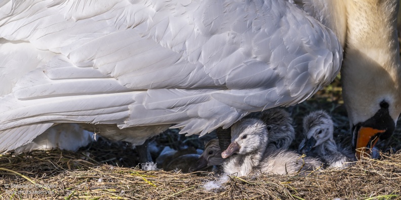 Cygne tuberculé (Cygnus olor, Mute Swan) - éclosion des oeufs