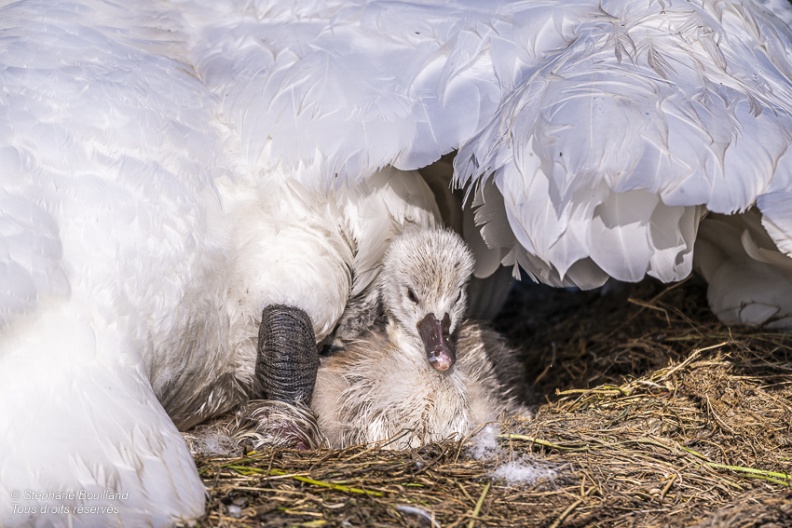 Cygne tuberculé (Cygnus olor, Mute Swan) - éclosion des oeufs