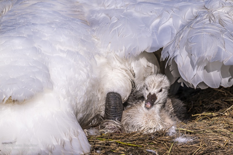 Cygne tuberculé (Cygnus olor, Mute Swan) - éclosion des oeufs