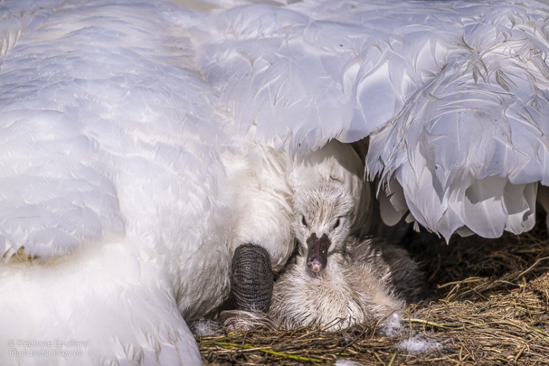 Cygne tuberculé (Cygnus olor, Mute Swan) - éclosion des oeufs