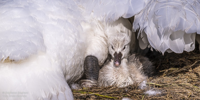 Cygne tuberculé (Cygnus olor, Mute Swan) - éclosion des oeufs