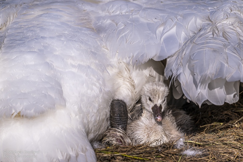 Cygne tuberculé (Cygnus olor, Mute Swan) - éclosion des oeufs