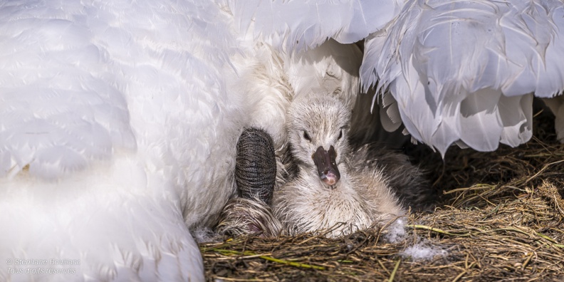 Cygne tuberculé (Cygnus olor, Mute Swan) - éclosion des oeufs