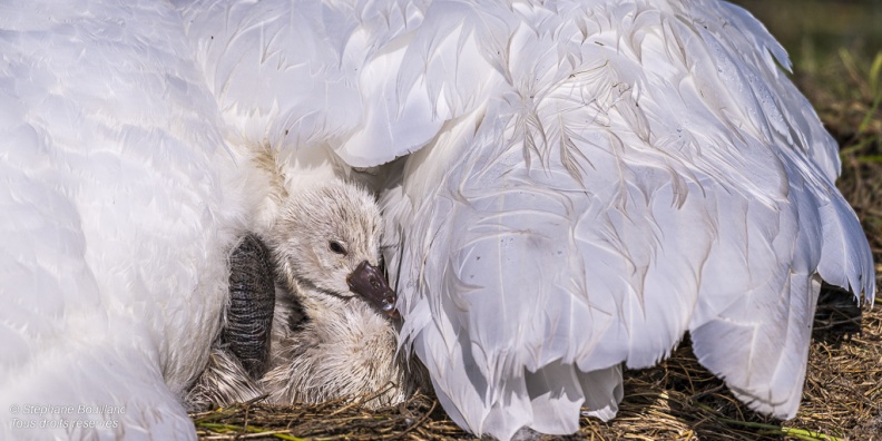 Cygne tuberculé (Cygnus olor, Mute Swan) - éclosion des oeufs