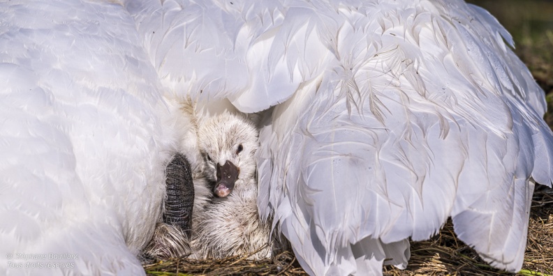 Cygne tuberculé (Cygnus olor, Mute Swan) - éclosion des oeufs