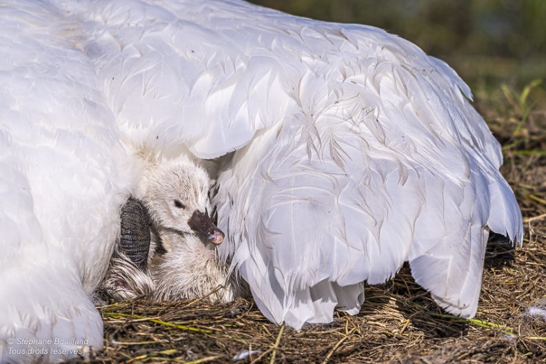 Cygne tuberculé (Cygnus olor, Mute Swan) - éclosion des oeufs