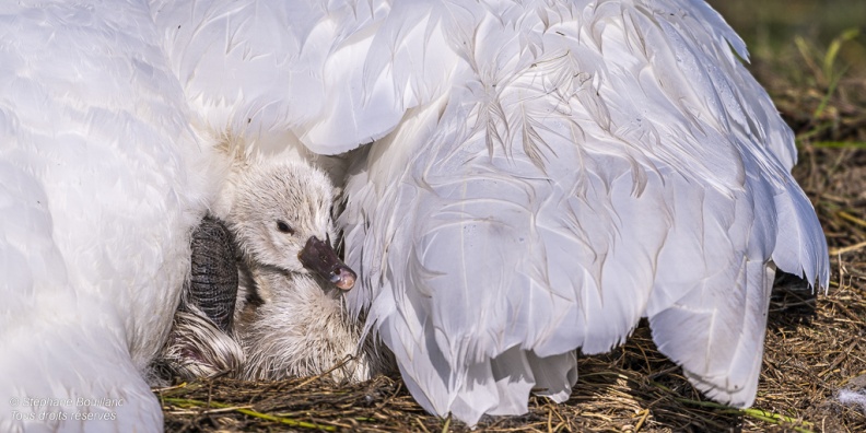 Cygne tuberculé (Cygnus olor, Mute Swan) - éclosion des oeufs