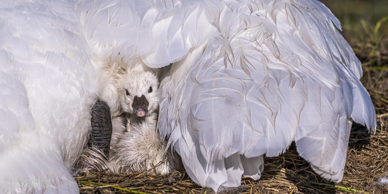 Cygne tuberculé (Cygnus olor, Mute Swan) - éclosion des oeufs