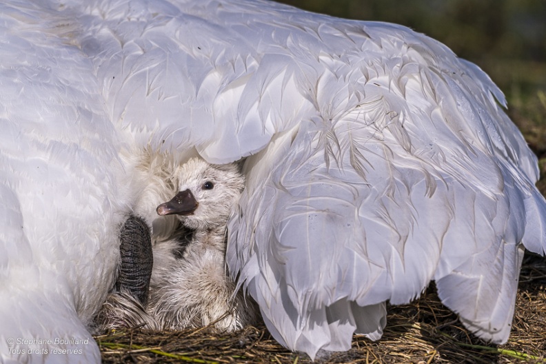 Cygne tuberculé (Cygnus olor, Mute Swan) - éclosion des oeufs