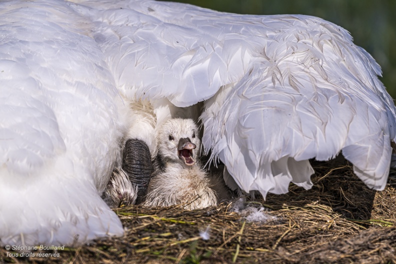 Cygne tuberculé (Cygnus olor, Mute Swan) - éclosion des oeufs