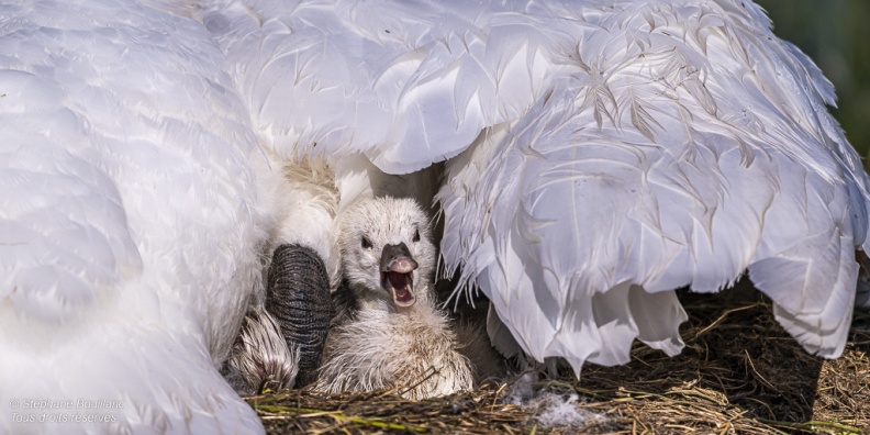 Cygne tuberculé (Cygnus olor, Mute Swan) - éclosion des oeufs