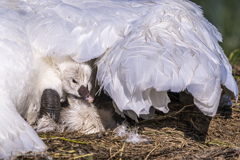 Cygne tuberculé (Cygnus olor, Mute Swan) - éclosion des oeufs