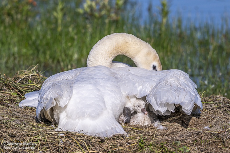 Cygne tuberculé (Cygnus olor, Mute Swan) - éclosion des oeufs