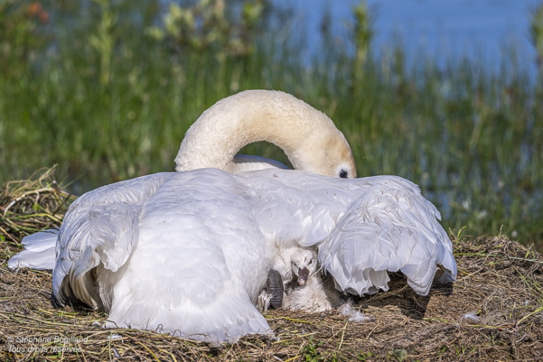 Cygne tuberculé (Cygnus olor, Mute Swan) - éclosion des oeufs