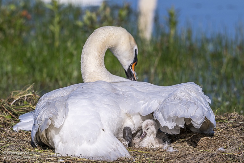 Cygne tuberculé (Cygnus olor, Mute Swan) - éclosion des oeufs