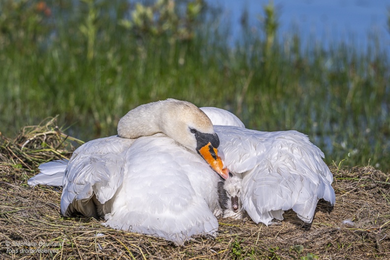 Cygne tuberculé (Cygnus olor, Mute Swan) - éclosion des oeufs