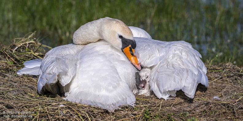 Cygne tuberculé (Cygnus olor, Mute Swan) - éclosion des oeufs