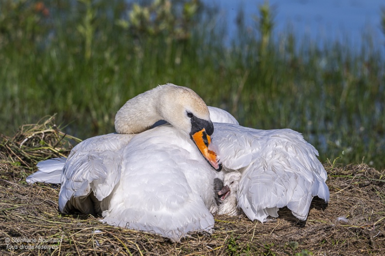 Cygne tuberculé (Cygnus olor, Mute Swan) - éclosion des oeufs