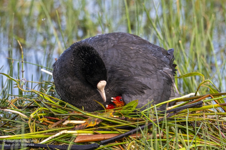 Foulque macroule (Fulica atra - Eurasian Coot) et ses petits sur le nid