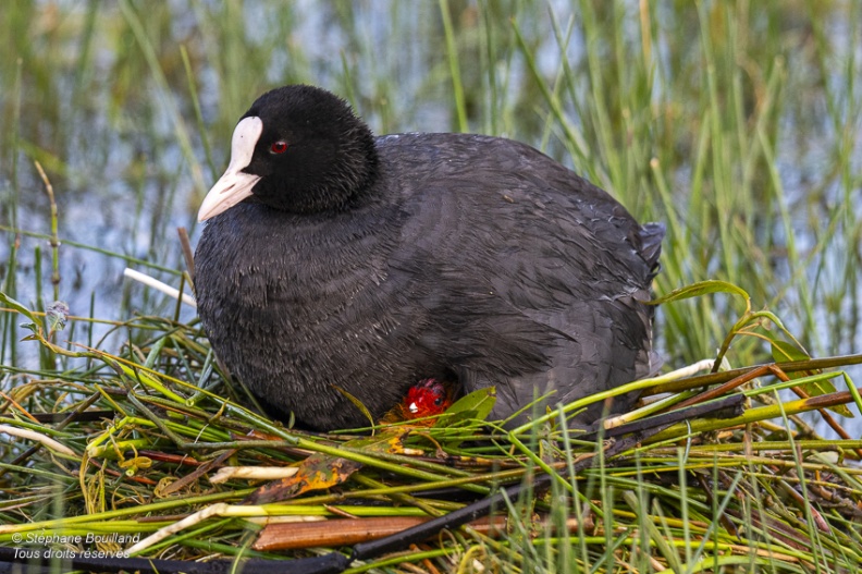 Foulque macroule (Fulica atra - Eurasian Coot) et ses petits sur le nid