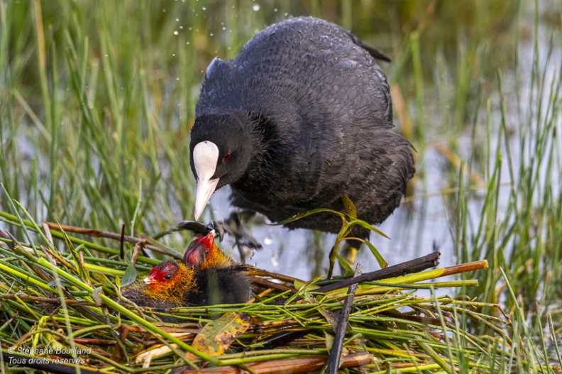 Foulque macroule (Fulica atra - Eurasian Coot) et ses petits sur le nid