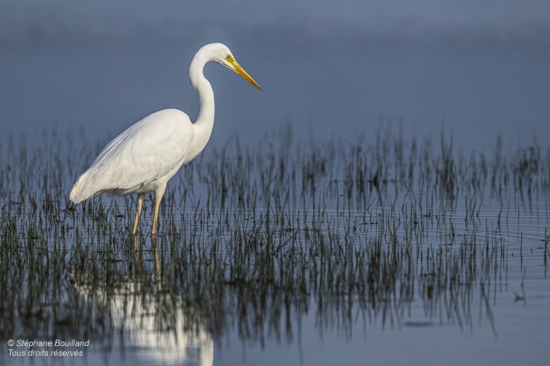 Grande Aigrette (Ardea alba - Great Egret)