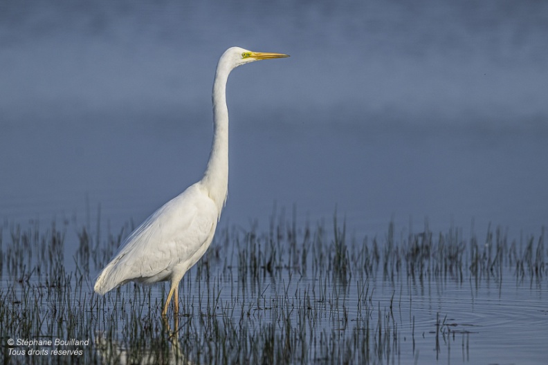 Grande Aigrette (Ardea alba - Great Egret)