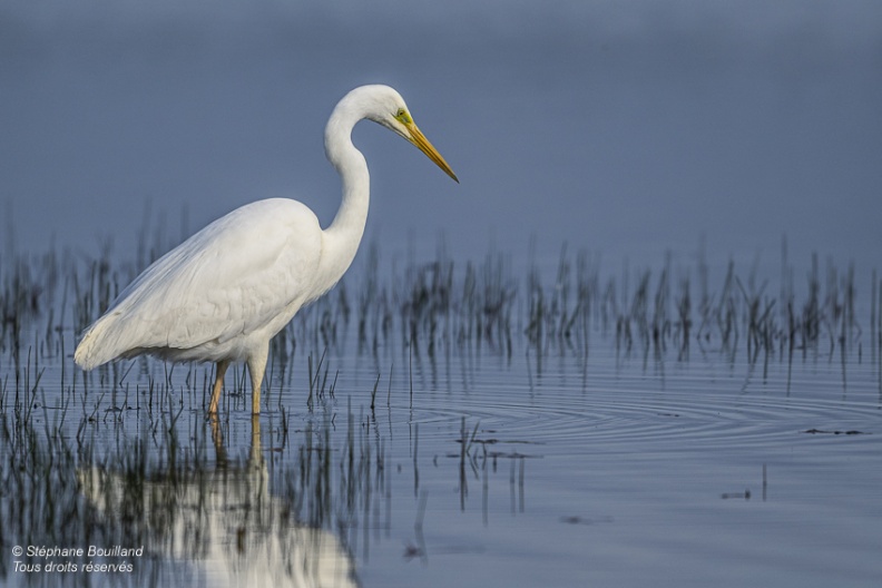 Grande Aigrette (Ardea alba - Great Egret)