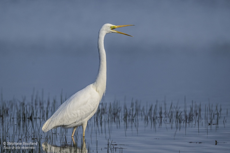 Grande Aigrette (Ardea alba - Great Egret)