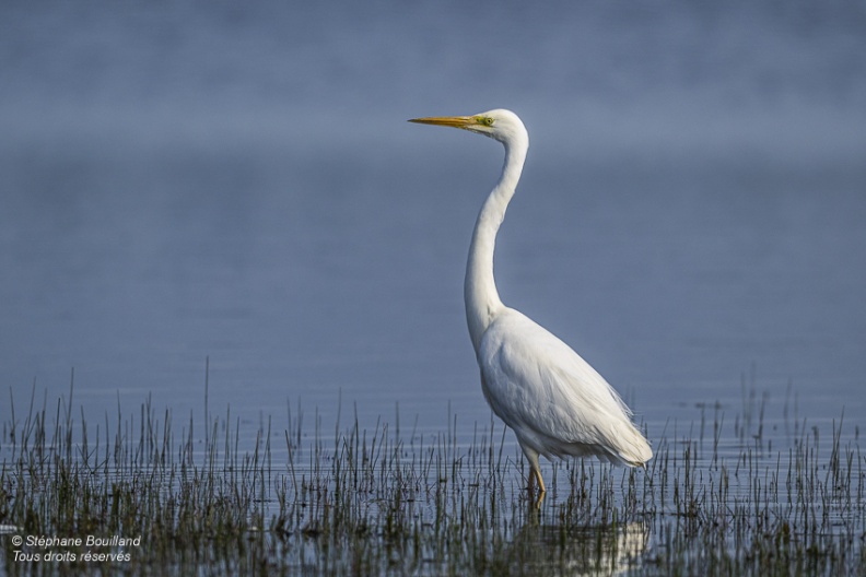 Grande Aigrette (Ardea alba - Great Egret)