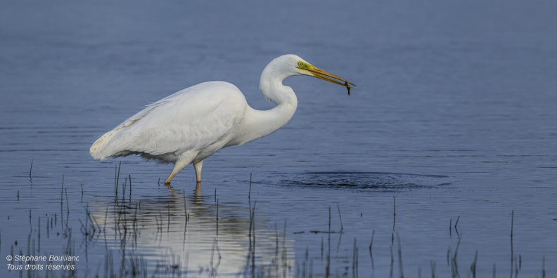 Grande Aigrette (Ardea alba - Great Egret)