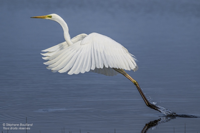 Grande Aigrette (Ardea alba - Great Egret)