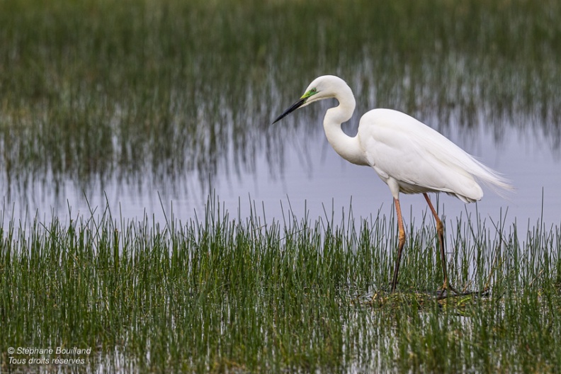 Grande Aigrette (Ardea alba - Great Egret)