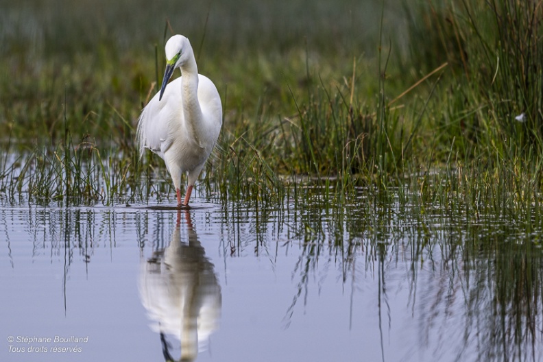 Grande Aigrette (Ardea alba - Great Egret)